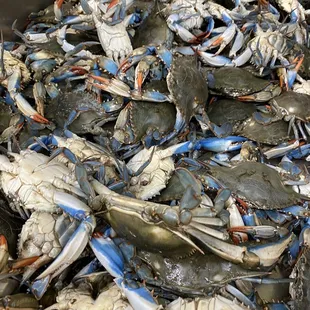 Blue crab