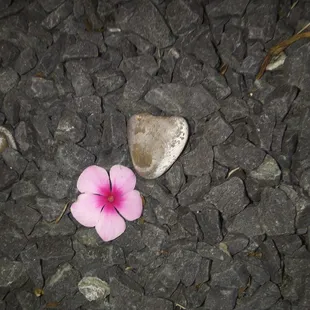 a single pink flower on a bed of rocks