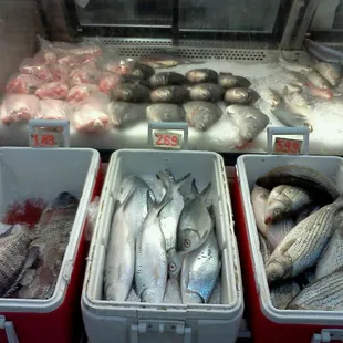 Fresh fish