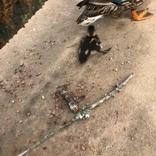 Beautiful small duck