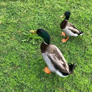 Beautiful ducks at Vietnam Veterans Park