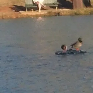 The ducks practice their skills here as people park and have lunch