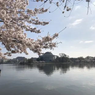 a man standing in front of a lake with cherry blossoms