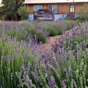 The Lavender Farm at Vigna del Sole FARMSTEAD