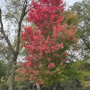 Fall color at Viking Lake State Park