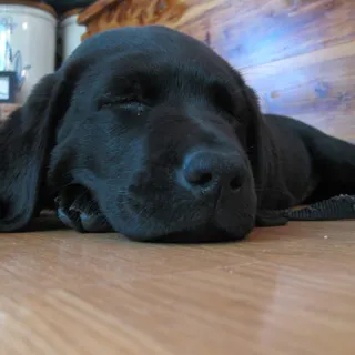 Lab L.