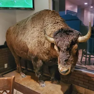 a stuffed bison in a restaurant