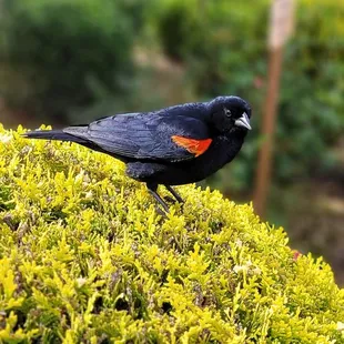a red - wingeded blackbird perched on a hedge
