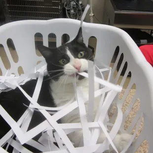&quot;Scruffy&quot; Clinic Cat