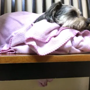Village Animal Hospital made it possible for me to stay by my baby&apos;s side while we were both terrified post-op today!
