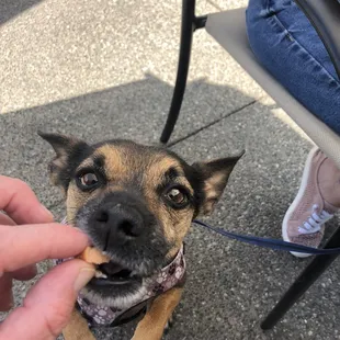 Mr Diego enjoying his hotdog!