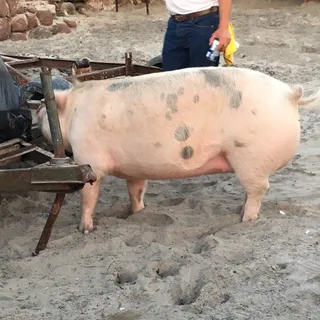 Juan S.
