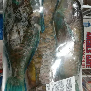 Parrot fish