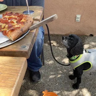 Lucky loved the patio!