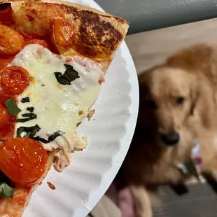 My beautiful slice and my long-suffering retriever