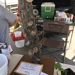 Oak grown shiitake mushrooms at Farmer Johns.