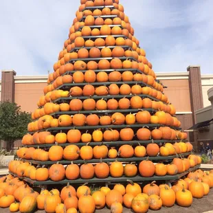 Pumpkin tree :)