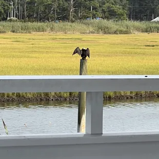 Enjoyed watching nature while enjoying an amazing dinner!!