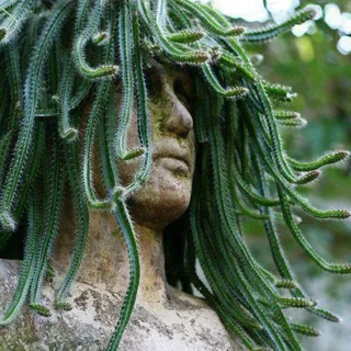 Sheri L.