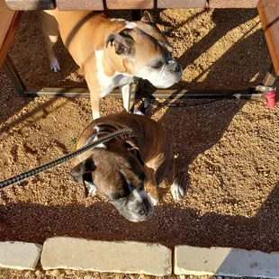 Dog friendly patio. #SashaBoxerDog #PercyBoxerDog