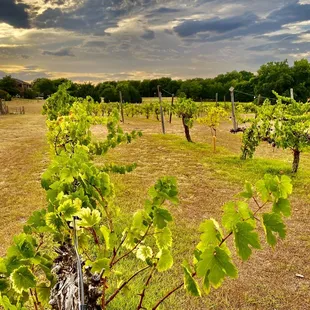 a view of a vineyard with a cloudy sky