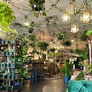 a room full of plants