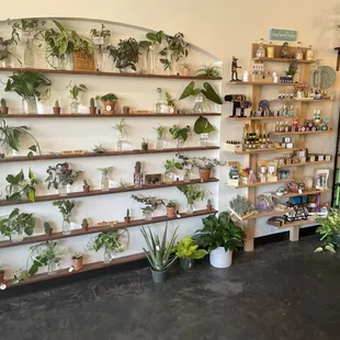 Beautiful plant wall!