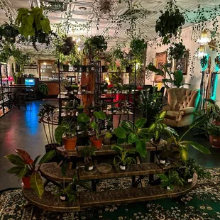a variety of plants