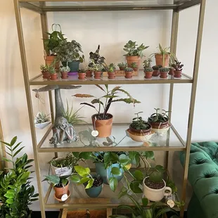 Mini cacti