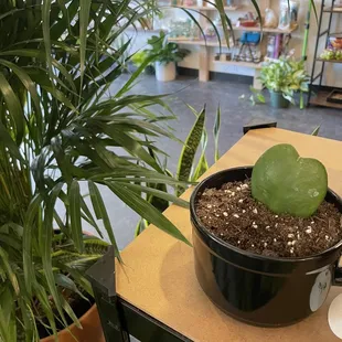 Heart succulent!