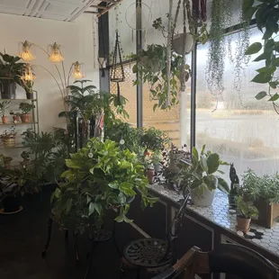 Plant babies