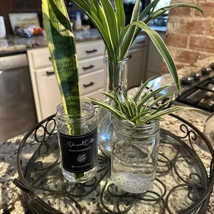 My cuttings