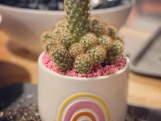 The Succulent Shop