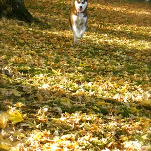 Lots of trees for shade and fall colors!