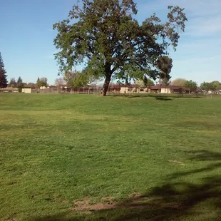 Plenty of green grass to run the dogs!