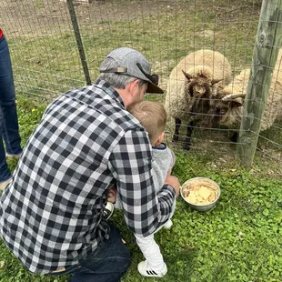 Feeding the sheep