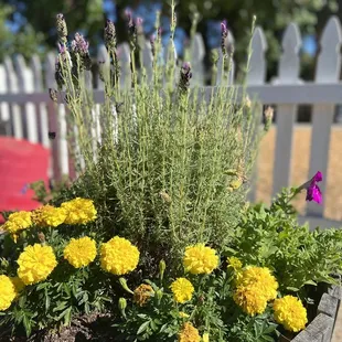 Flowers are grown in the cutting garden to bring into the classroom.