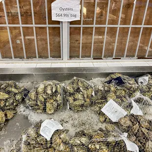 Oysters