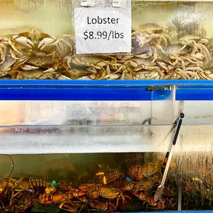 Lobster $8.99 lb