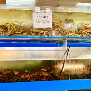 Lobster $8.99 lb