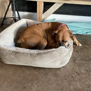 Doggie