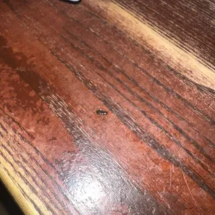 Cockroach that ran across the table and plate and onto seat.
