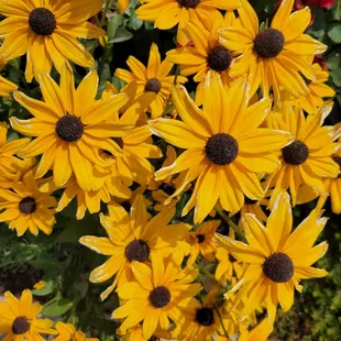 I think these some Black-eye Susan's that I found on the edge of their property.