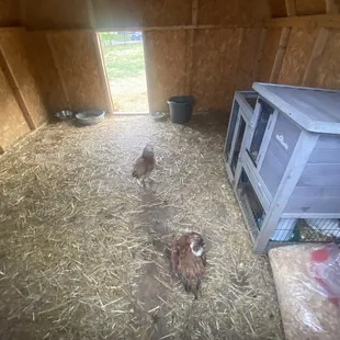 Chickens and rabbits