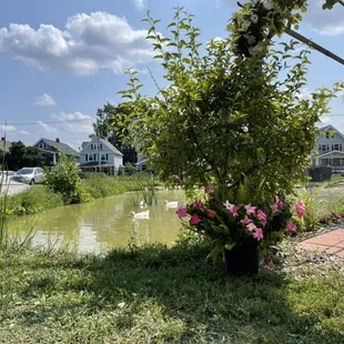 a garden with a pond
