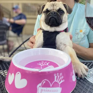 The restaurant provides water for their pet visitors...