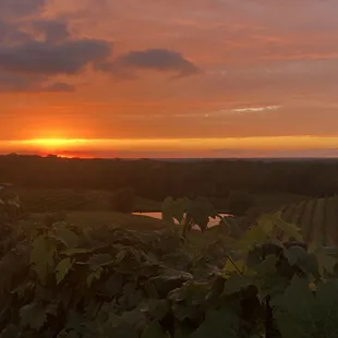 sunset over a vineyard