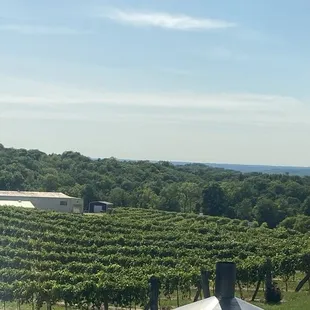 From the dining room looking over the vineyard