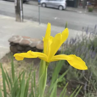 Yellow iris outside the vintage
