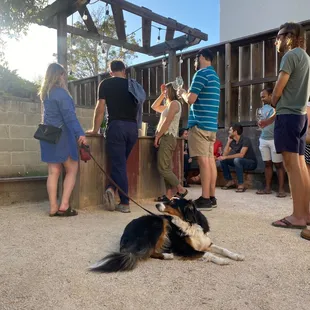 Our backyard is dog friendly!